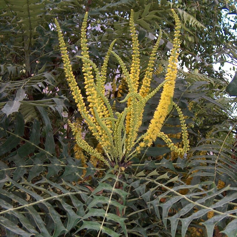 Mahonia oiwakensis subsp. lomariifolia (Kukinta)
