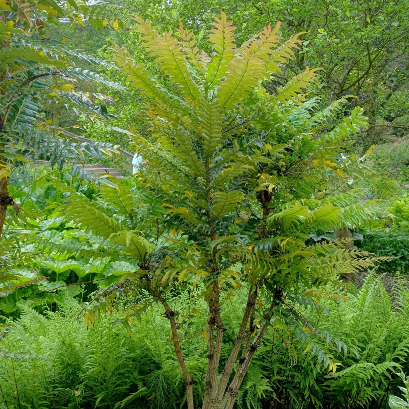 Mahonia oiwakensis subsp. lomariifolia (Kasvutapa)