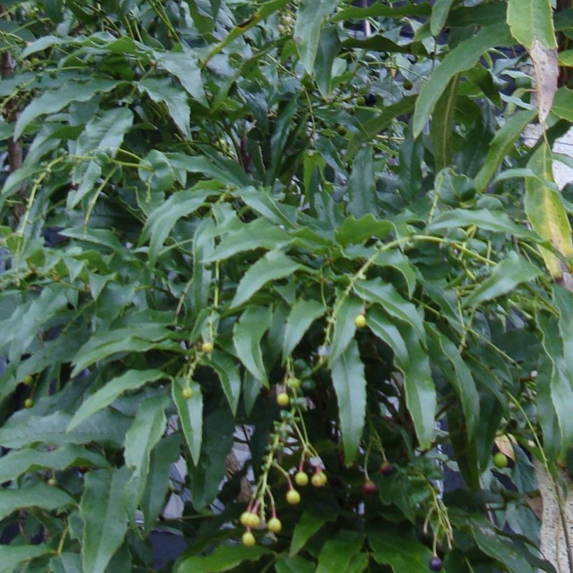 Mahonia russellii (Lehvistö)