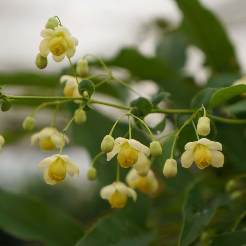 Mahonia russellii (Kukinta)