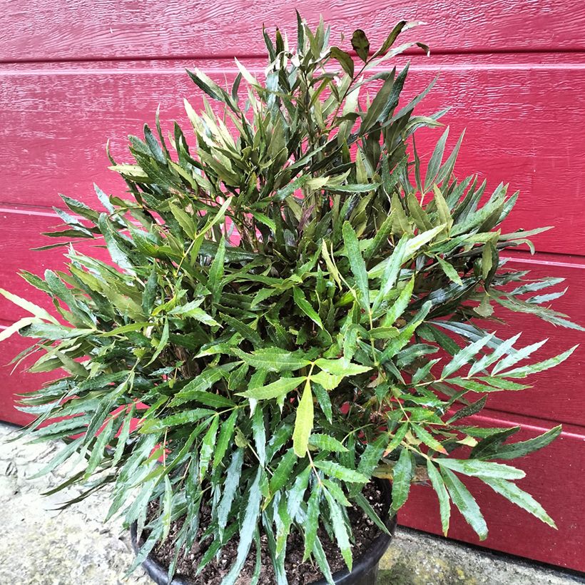 Mahonia sinensis (Kasvutapa)