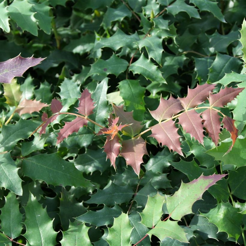 Mahonia wagneri Fireflame (Lehvistö)