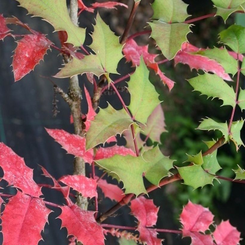 Mahonia wagneri Pinnacle (Lehvistö)