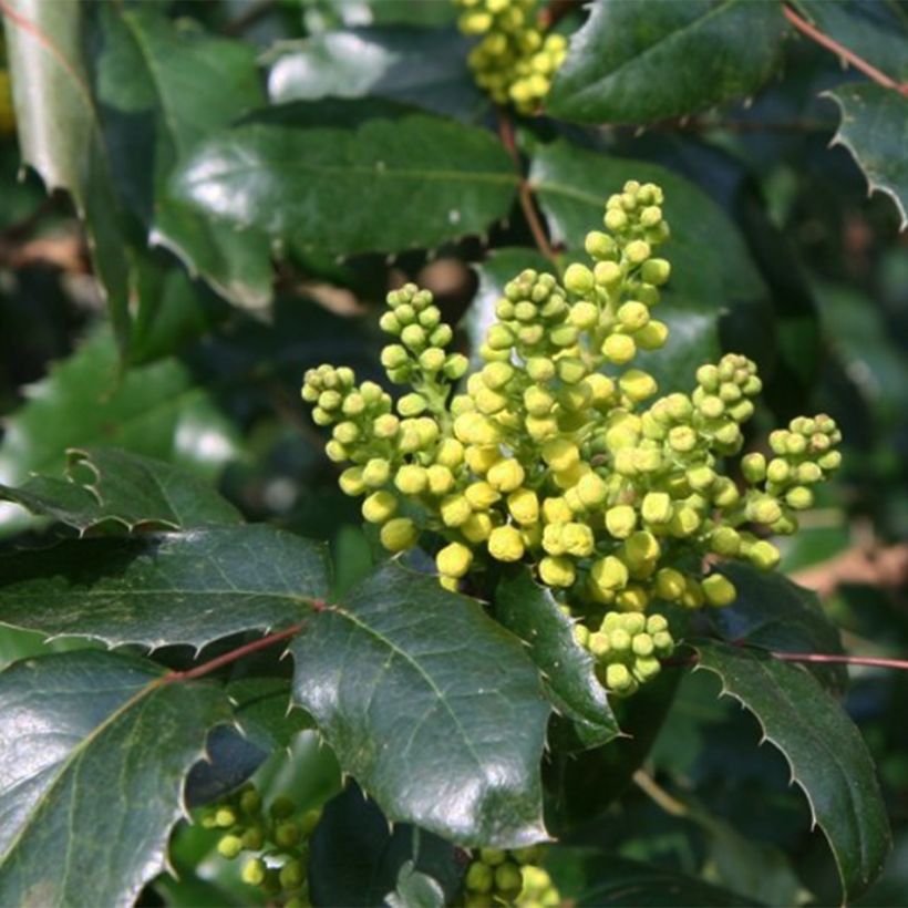 Mahonia wagneri Pinnacle (Kukinta)