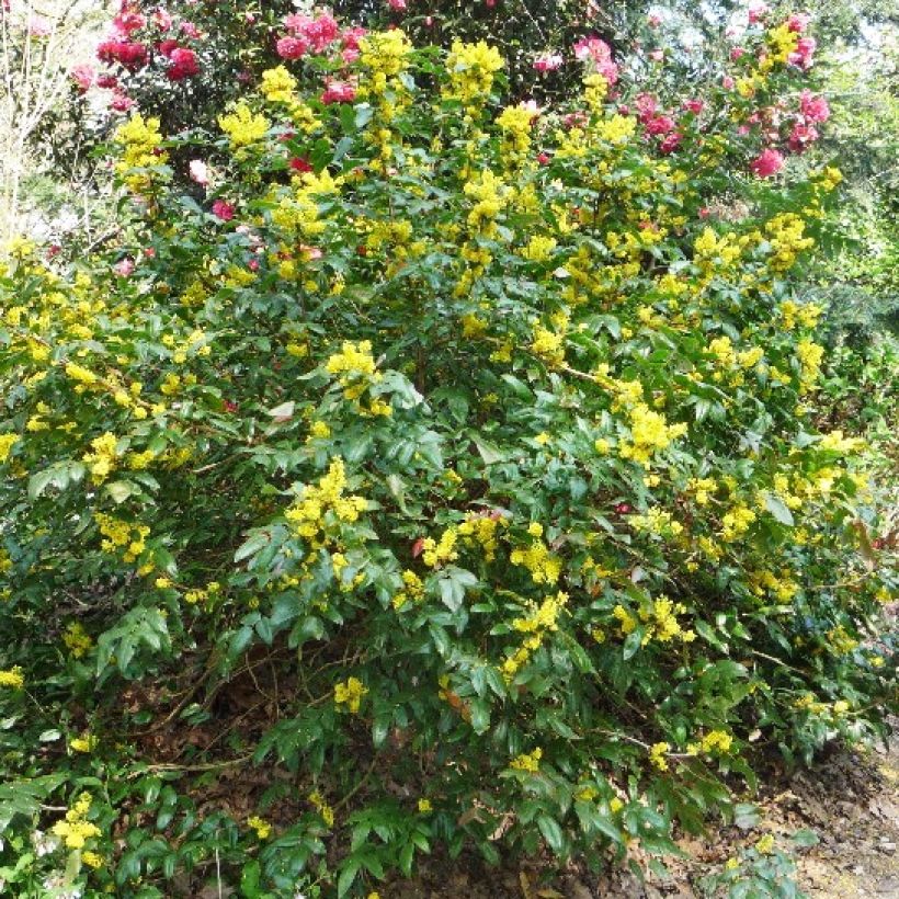 Mahonia wagneri Pinnacle (Kasvutapa)