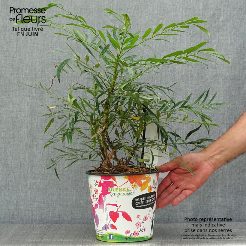 Esimerkki kesällä toimitetusta Mahonia eurybracteata Sweet Winter Pot de 3L/4L-taimesta