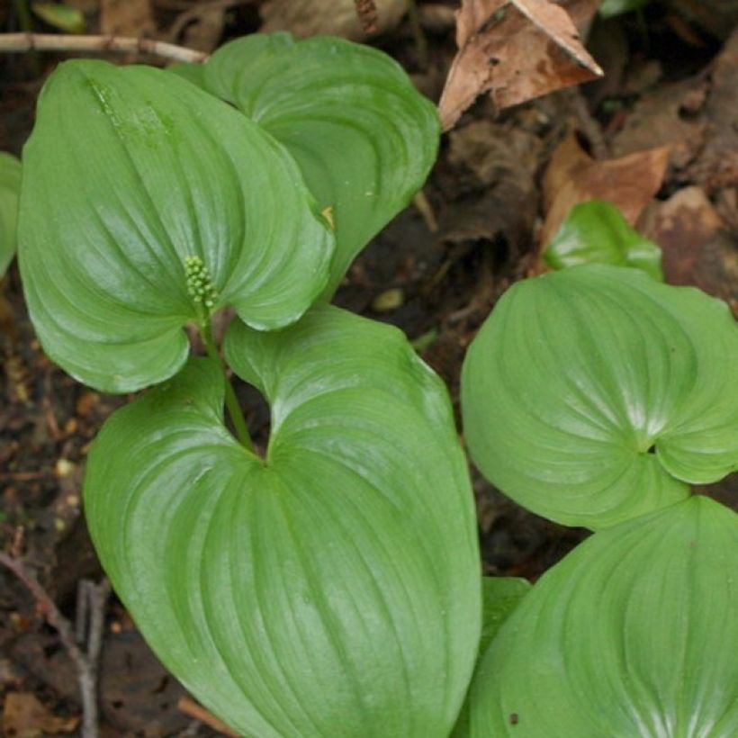 Oravanmarja - Maianthemum bifolium (Lehvistö)