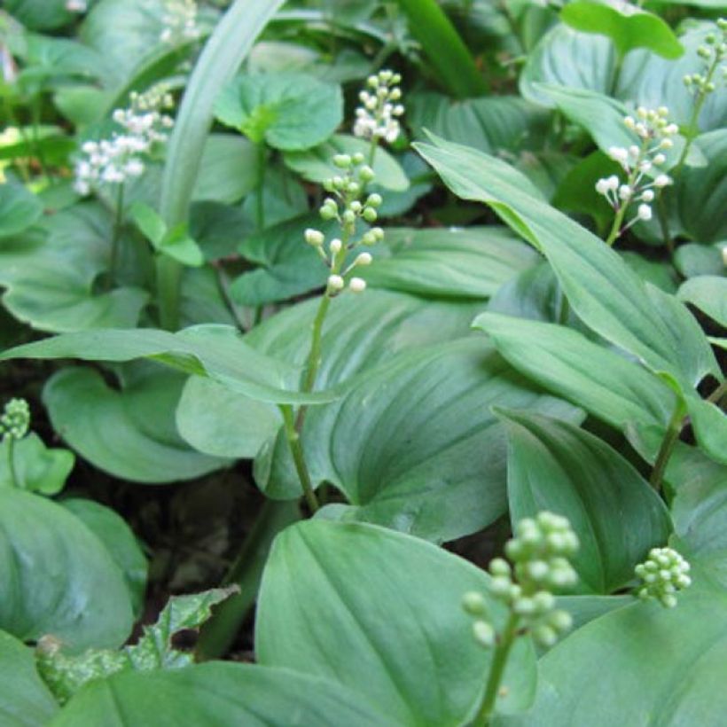 Oravanmarja - Maianthemum bifolium (Kukinta)