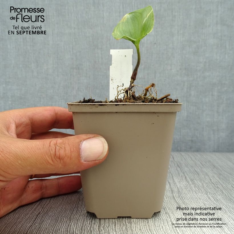 Esimerkki syksyllä toimitetusta Oravanmarja - Maianthemum kamtschaticum 8/9 cm taimiruukku-taimesta