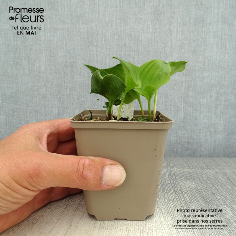 Esimerkki keväällä toimitetusta Oravanmarja - Maianthemum kamtschaticum Godet de 8/9 cm-taimesta