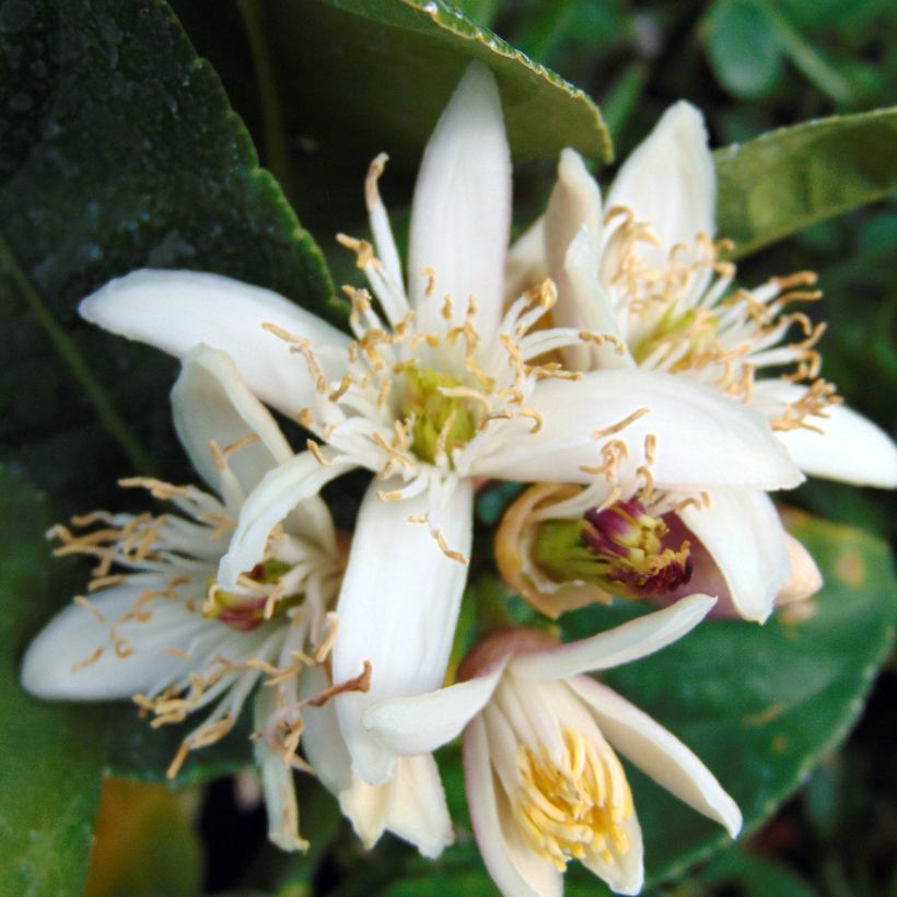 Sormisukaattisitruuna - Citrus medica var. sarcodactylis (Kukinta)