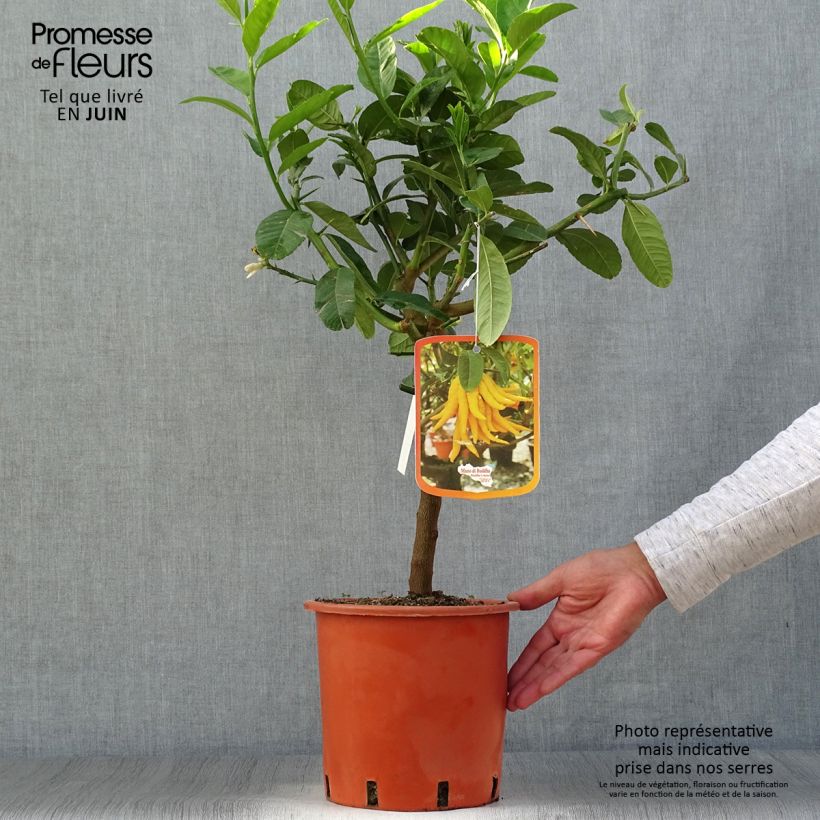 Esimerkki kesällä toimitetusta Sormisukaattisitruuna - Citrus medica var. sarcodactylis 4 litran/5 litran ruukku, 1/4 runko-taimesta