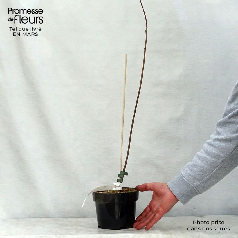 Esimerkki keväällä toimitetusta Mallotus japonicus Pot de 2L/3L-taimesta