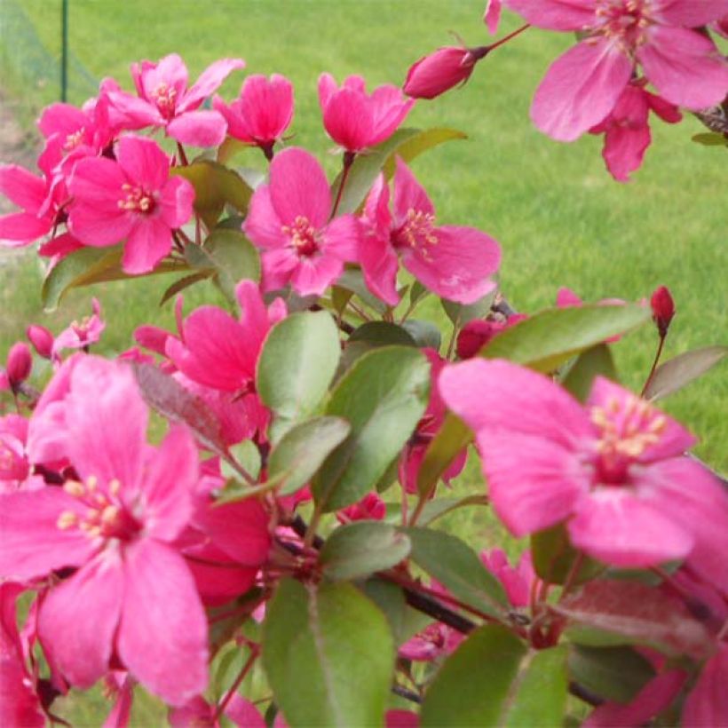 Koristeomenapuu Prairiefire (Kukinta)