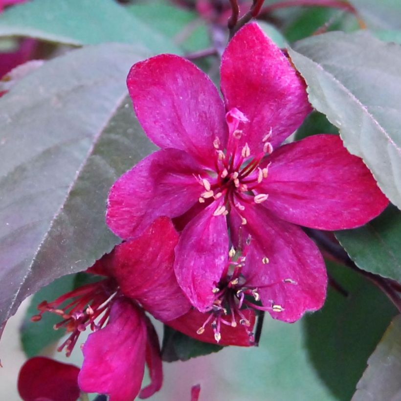 Koristeomenapuu Royalty (Kukinta)