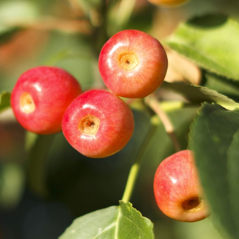 Koristeomenapuu Red Jewel (Sadonkorjuu)