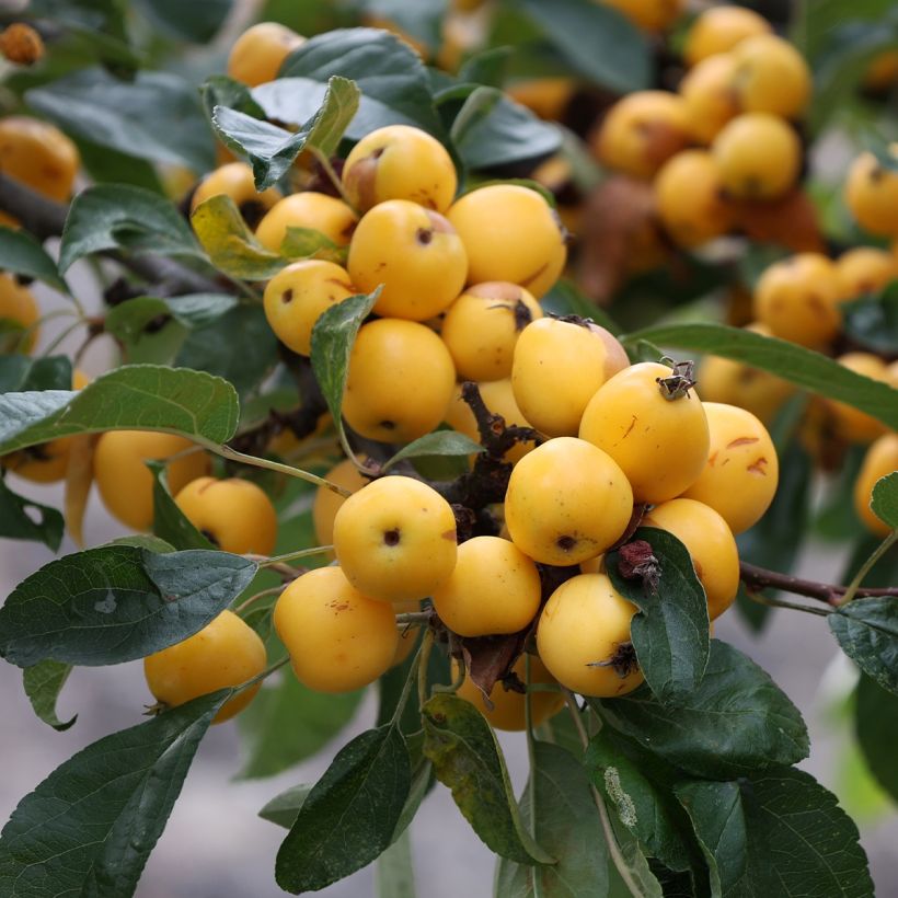 Venäjänomenapuu Yellow Siberian (Sadonkorjuu)