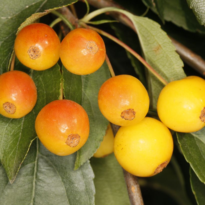 Koristeomenapuu Pendula (Sadonkorjuu)