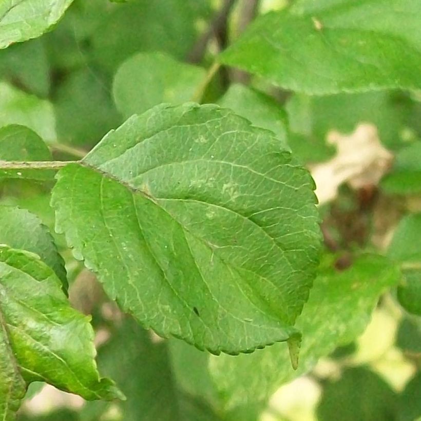 Metsäomenapuu - Malus sylvestris (Lehvistö)