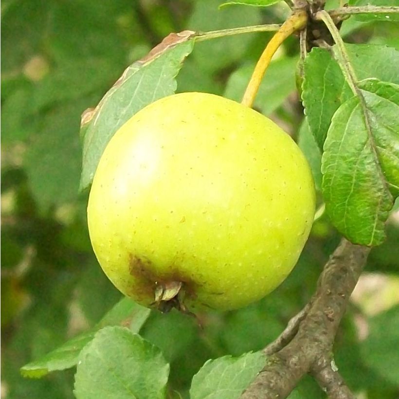 Metsäomenapuu - Malus sylvestris (Sadonkorjuu)