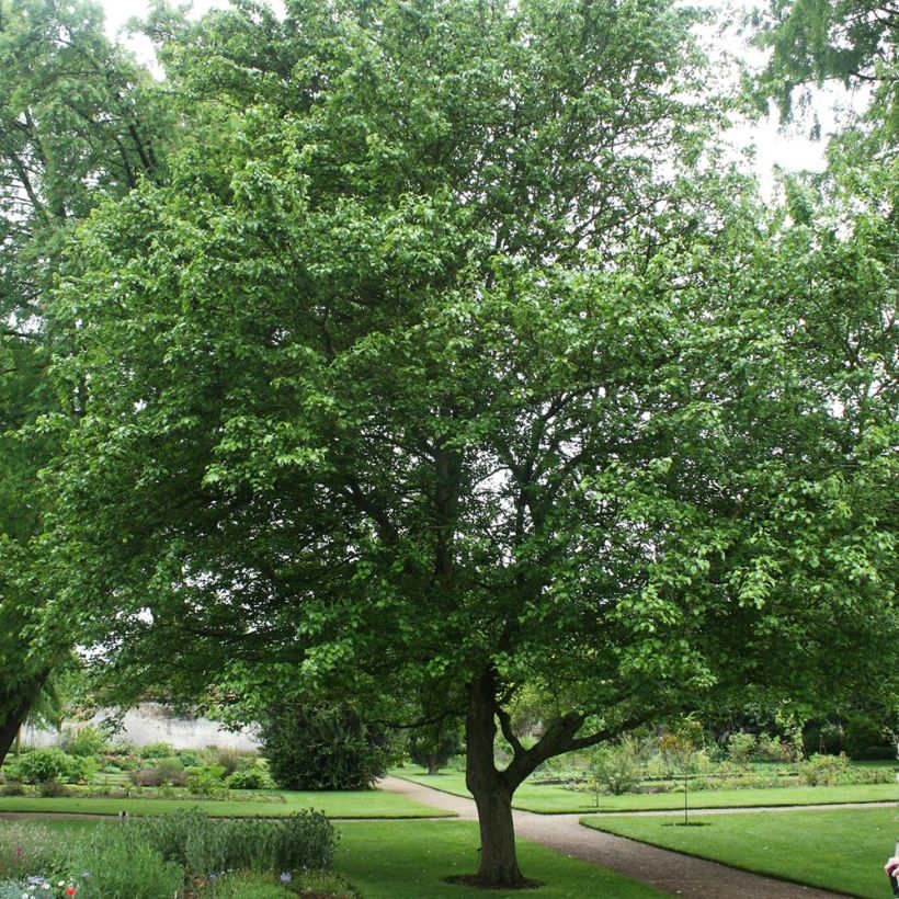 Metsäomenapuu - Malus sylvestris (Kasvutapa)