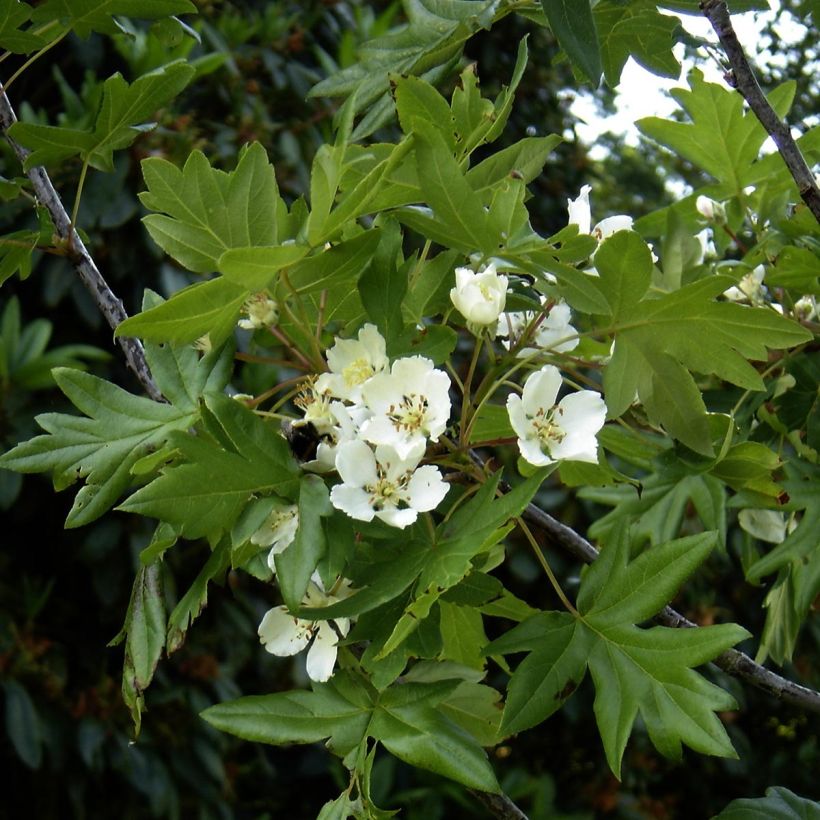 Turkinomenapuu - Malus trilobata (Kukinta)