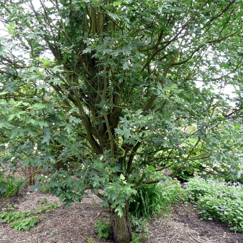 Turkinomenapuu - Malus trilobata (Kasvutapa)