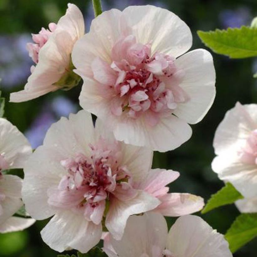 Alcalthaea suffrutescens Freedom (Kasvutapa)
