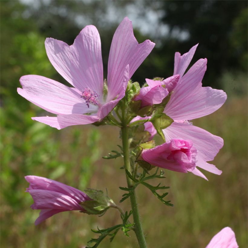 Myskimalva rosea (Kukinta)