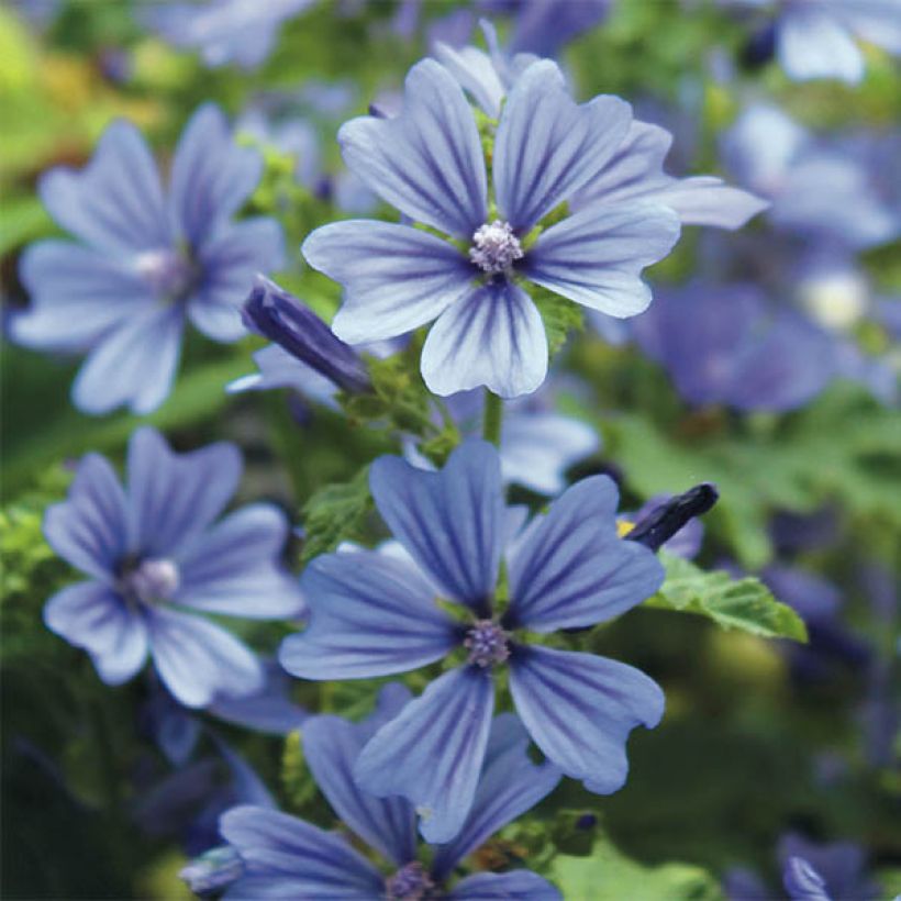Kiiltomalva Primley Blue (Kukinta)