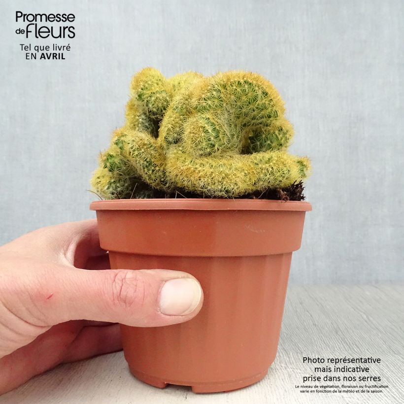Example of Seppelsyyläkaktus Cristata Pot de 12 cm / 13 cm as you get in printemps