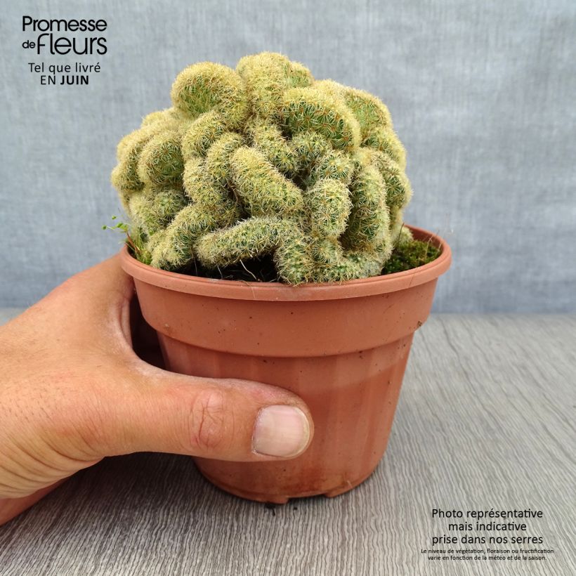 Esimerkki kesällä toimitetusta Seppelsyyläkaktus Cristata 12 cm / 13 cm ruukku-taimesta
