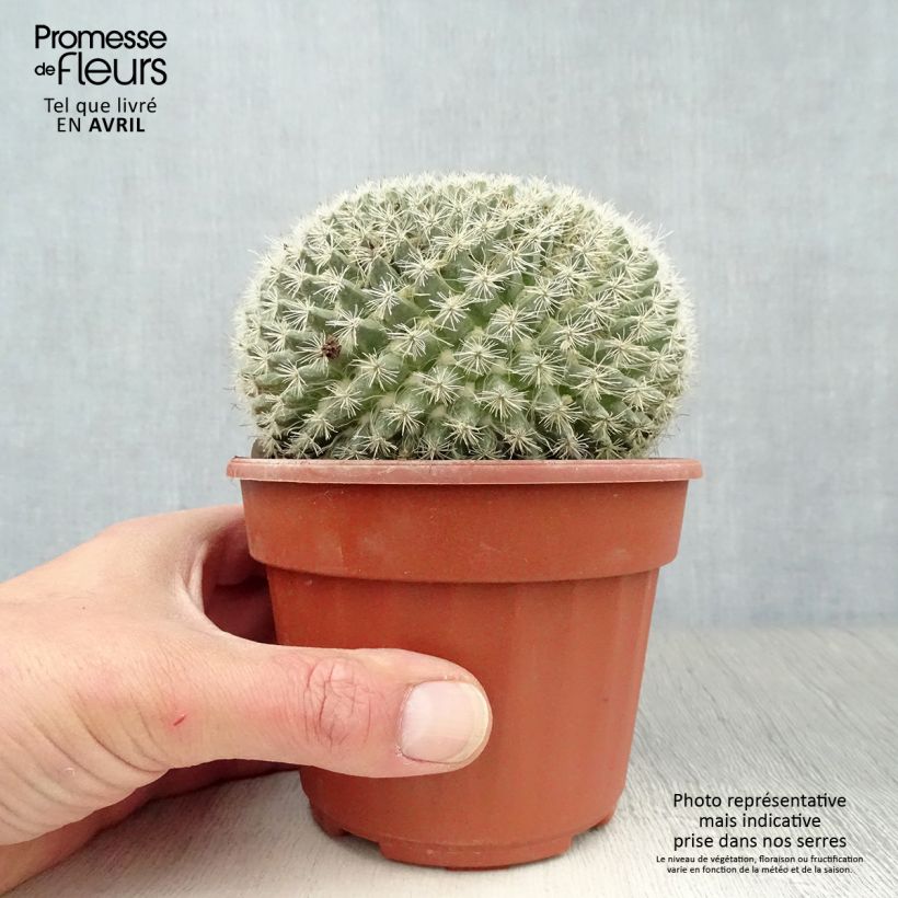 Example of Syyläkaktus - Mammillaria perbella Pot de 12 cm / 13 cm as you get in printemps