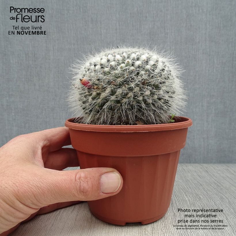 Esimerkki syksyllä toimitetusta Syyläkaktus - Mammillaria perbella 12 cm / 13 cm ruukku-taimesta