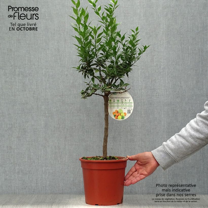 Esimerkki syksyllä toimitetusta Pomeranssi - Citrus aurantium var. myrtifolia 4 litran/5 litran ruukku, 1/4 runko-taimesta