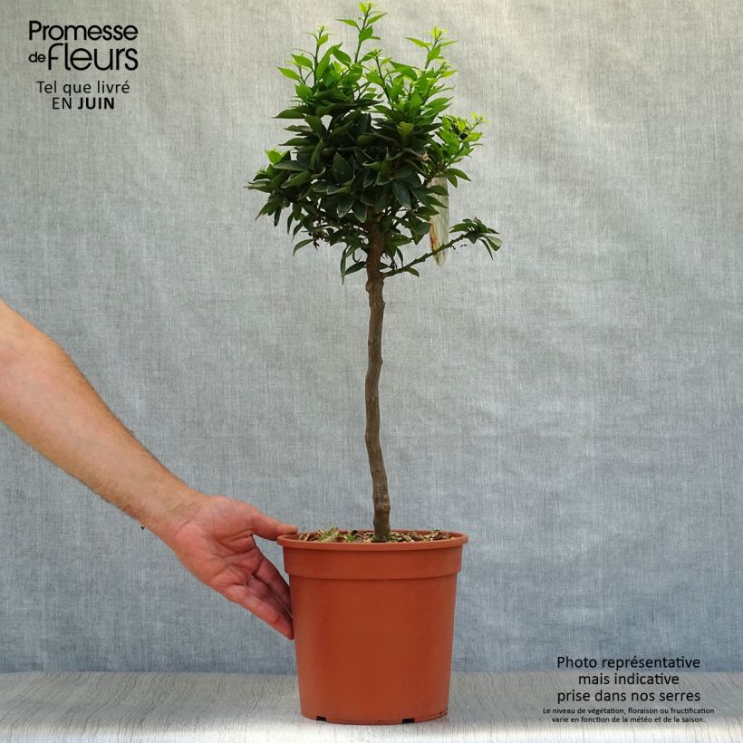 Esimerkki kesällä toimitetusta Pomeranssi - Citrus aurantium var. myrtifolia 4 litran/5 litran ruukku, 1/4 runko-taimesta