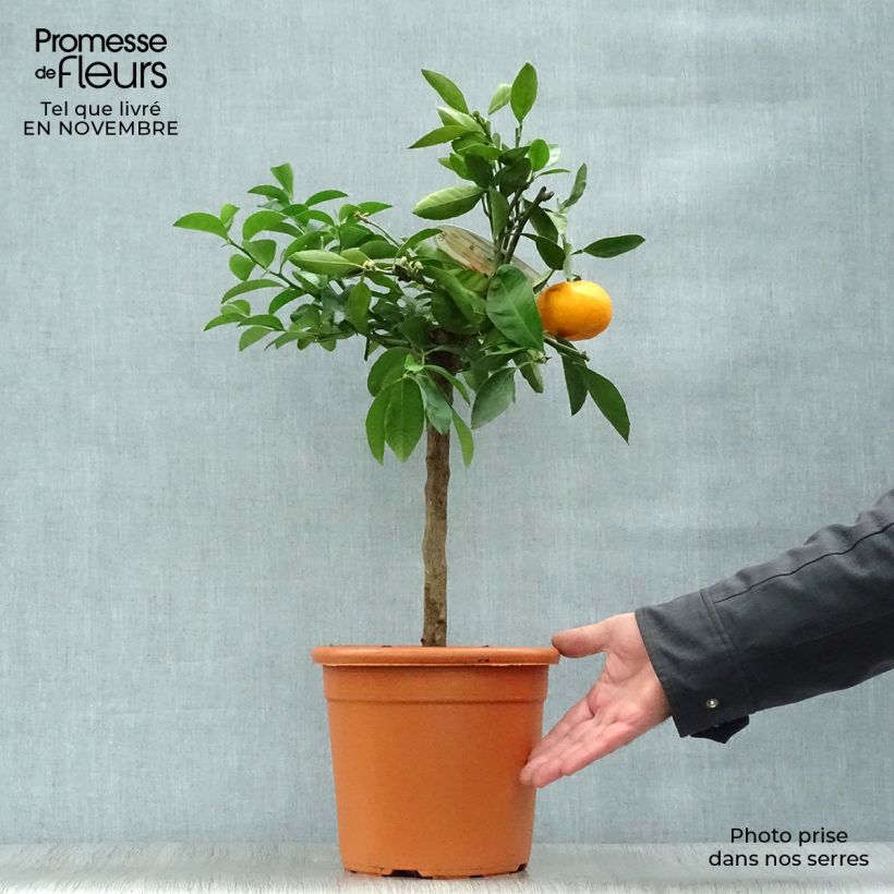 Esimerkki syksyllä toimitetusta Satsuma - Citrus reticulata subsp. unshiu 4 litran/5 litran ruukku, 1/4 runko-taimesta