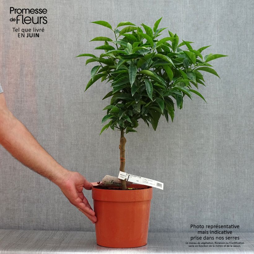 Esimerkki kesällä toimitetusta Satsuma - Citrus reticulata subsp. unshiu 4 litran/5 litran ruukku, 1/4 runko-taimesta
