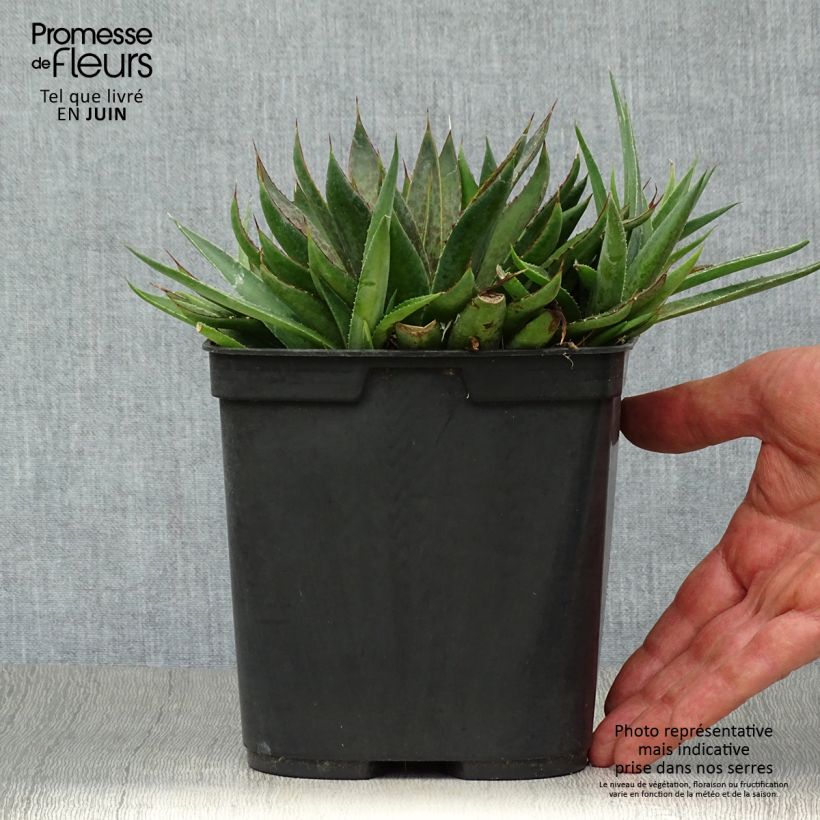 Esimerkki kesällä toimitetusta Mangave Bloodspot Pot de 3L/4L-taimesta