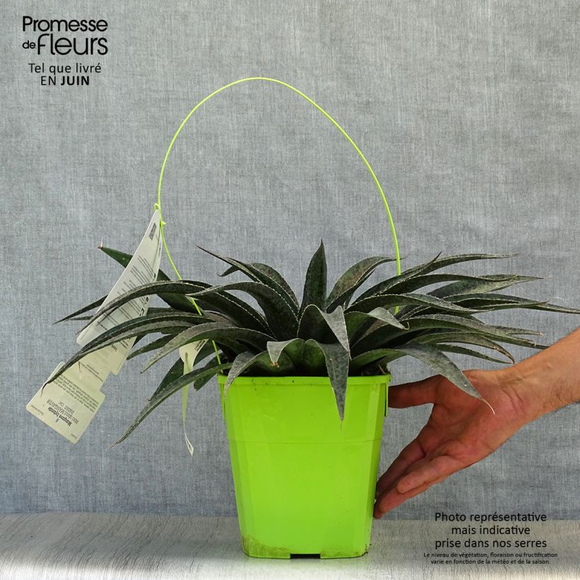 Esimerkki kesällä toimitetusta Mangave Mangavé Inkblot Pot de 3L/4L-taimesta