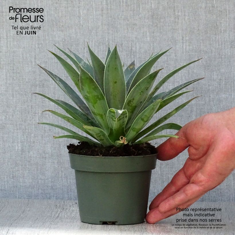 Esimerkki kesällä toimitetusta Mangave Mangavé Lavender Lady Pot de 1L/1,5L-taimesta