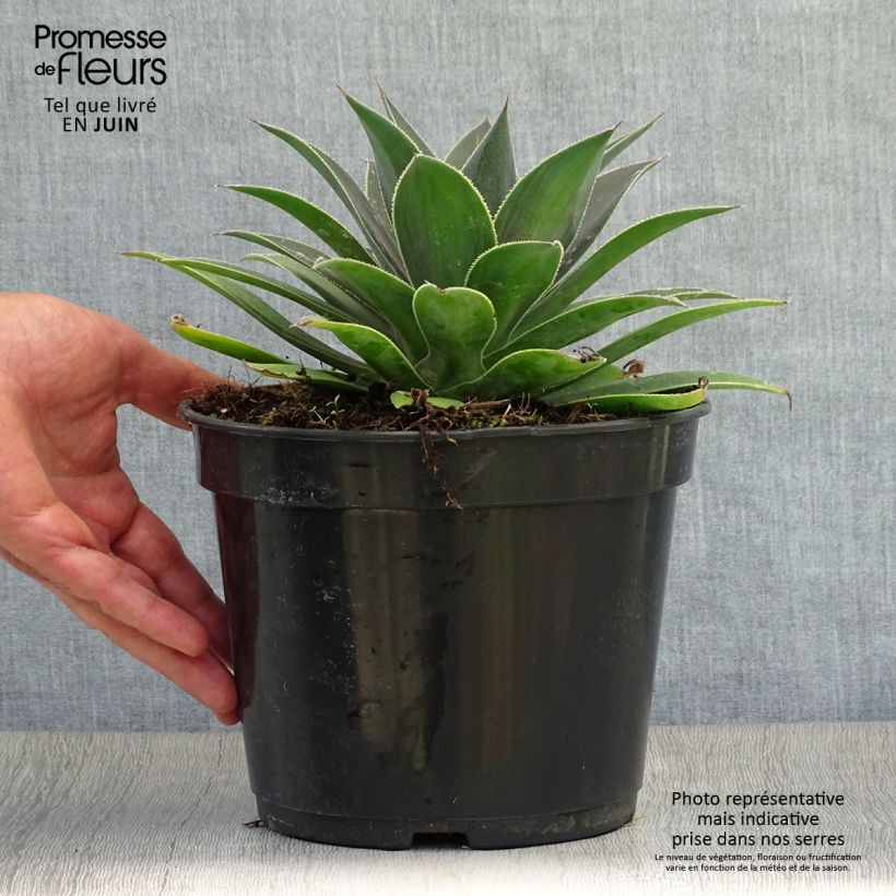 Esimerkki kesällä toimitetusta Mangave Mangavé Lavender Lady Pot de 3L/4L-taimesta