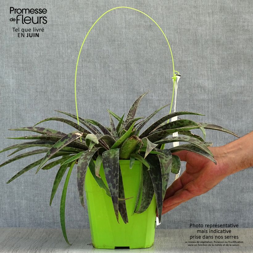 Esimerkki kesällä toimitetusta Mangave Mangavé Moonglow Pot de 3L/4L-taimesta