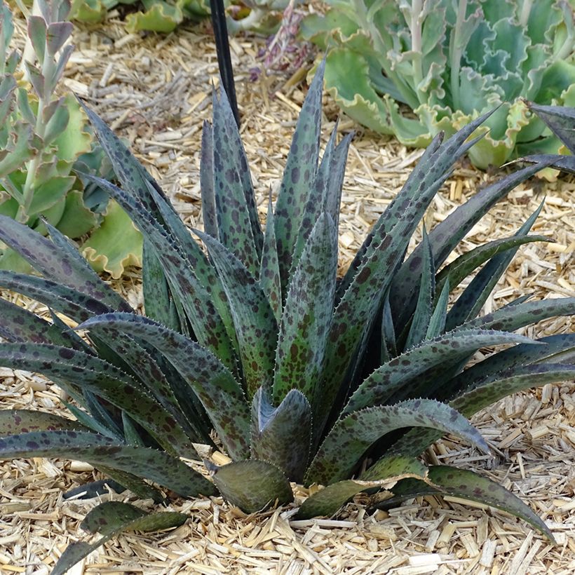 Mangave Mangavé Pineapple Express (Kasvutapa)