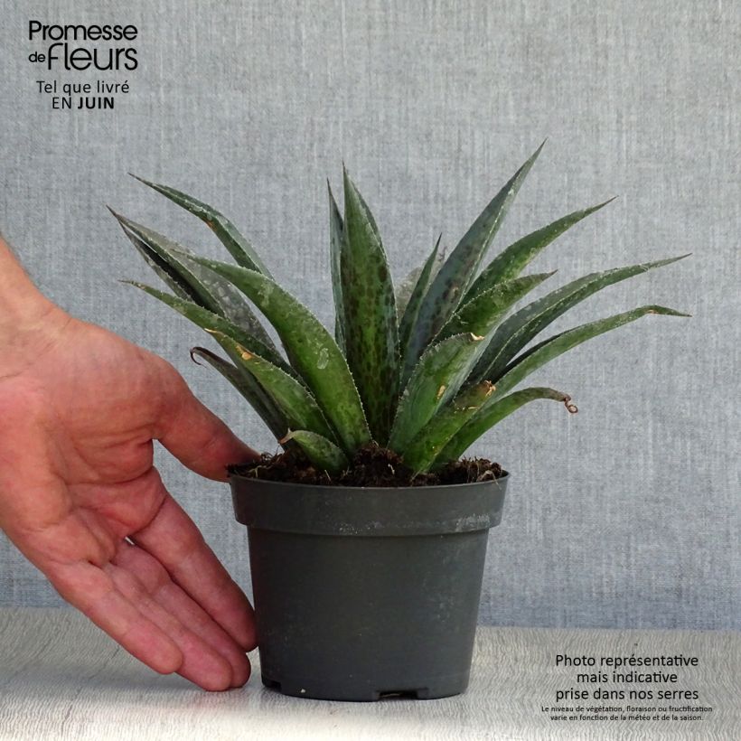 Esimerkki kesällä toimitetusta Mangave Mangavé Pineapple Express Pot de 1L/1,5L-taimesta