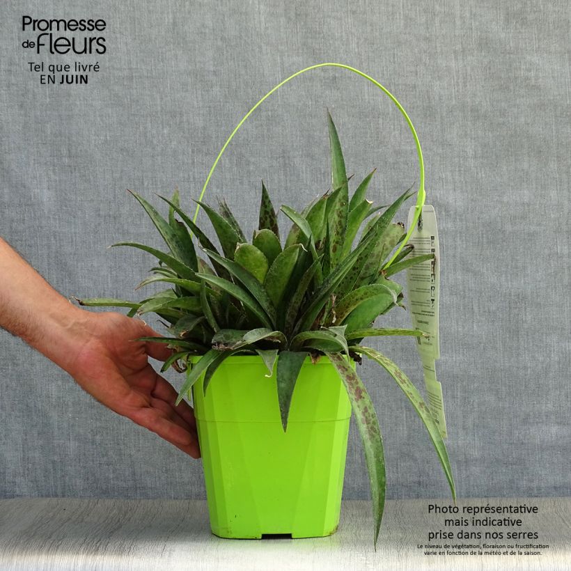 Esimerkki kesällä toimitetusta Mangave Mangavé Pineapple Express Pot de 3L/4L-taimesta