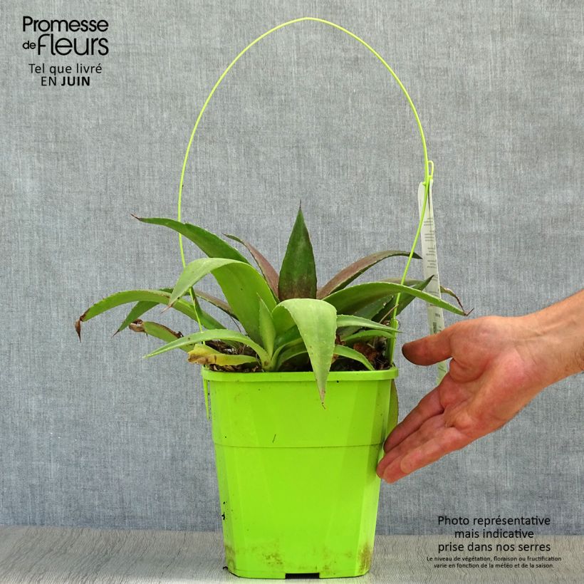 Esimerkki kesällä toimitetusta Mangave Mangavé Redwing Pot de 3L/4L-taimesta