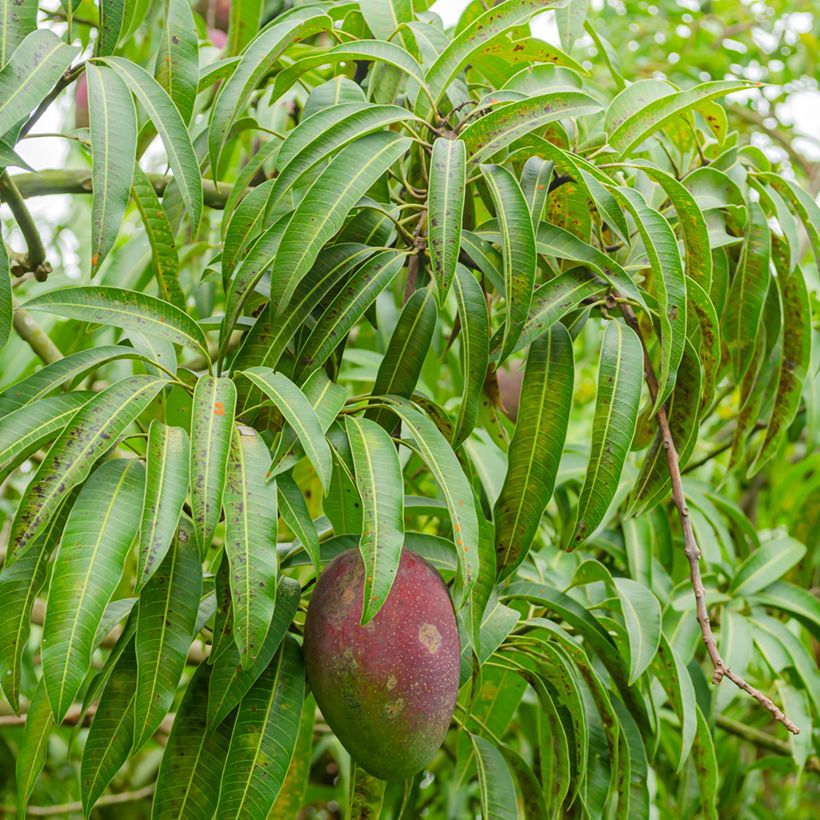 Mangopuu Irwin (Lehvistö)