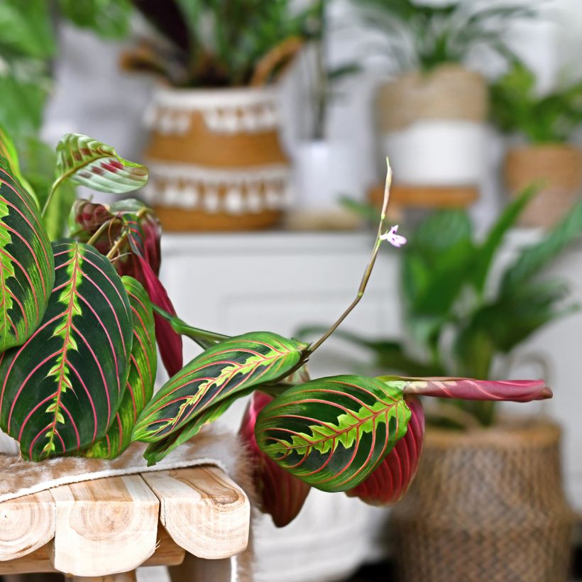 Maranta leuconeura Tricolor Fascinator (Kukinta)