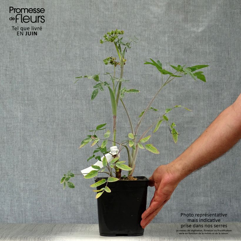 Esimerkki kesällä toimitetusta Mathiasella bupleuroides Green Dream Ruukku 3L / 4L-taimesta